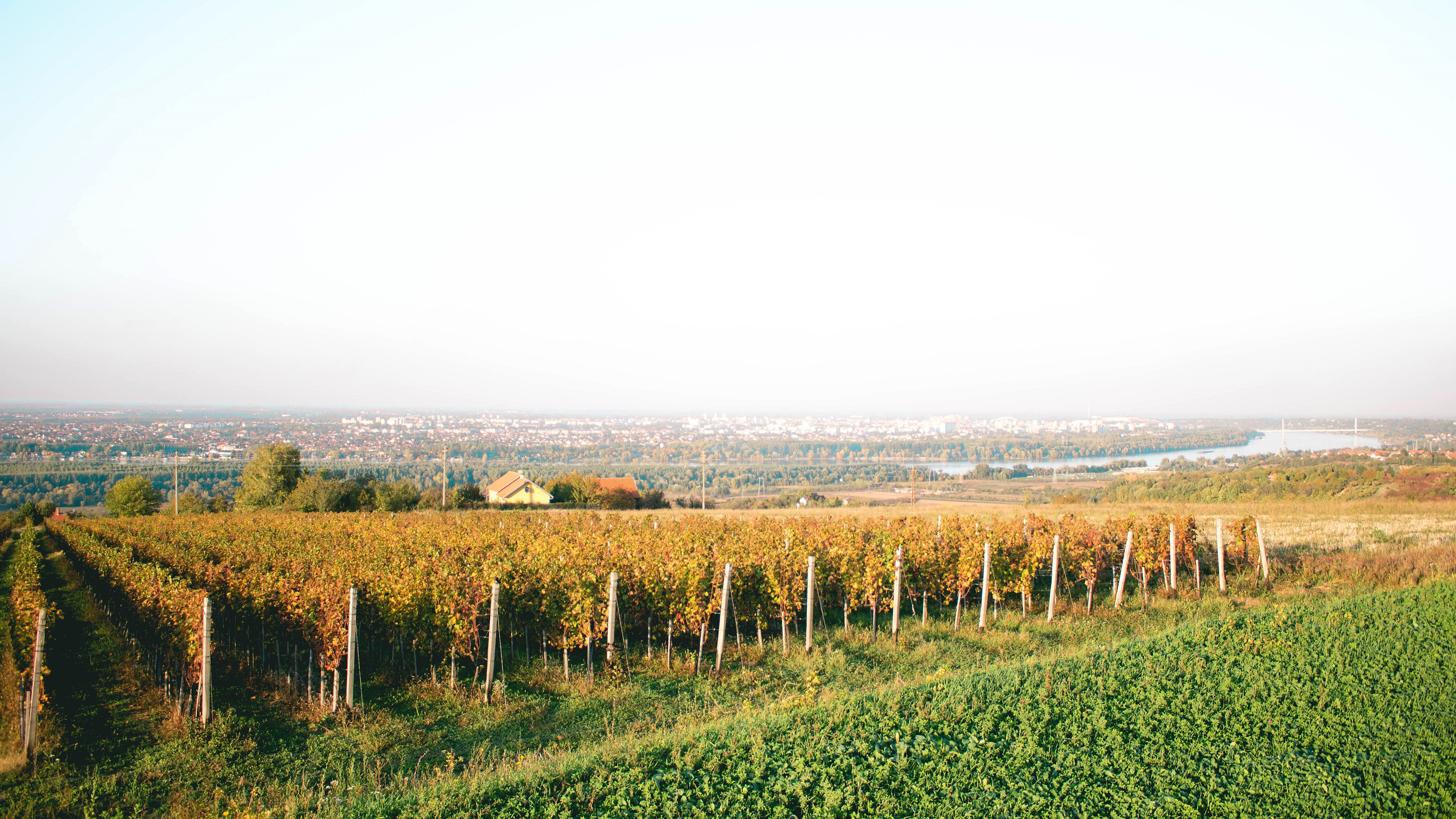 vinograd vinarije dumo sa pogledom na novi sad